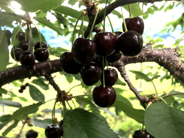 さくらんぼ狩り山梨で数種類が食べ放題 ふき園のさくらんぼ狩り